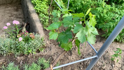  Green grapevine with young leaves growing on metal support in garden setting