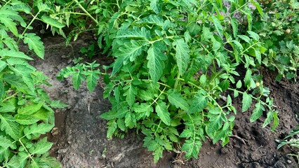 Tomato plant with green leaves and small unripe tomatoes growing in a garden bed