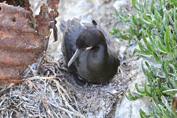 Brandt's Cormorant aka Phalacrocorax penicillatus 