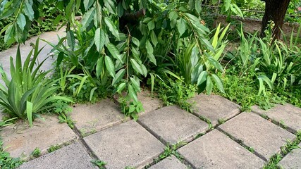 Green foliage plants growing on pavement with scattered flowers and garden hose