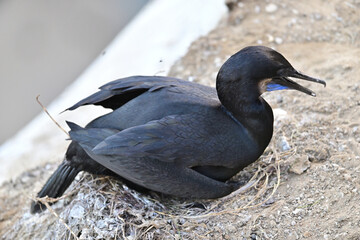 Brandt's Cormorant aka Phalacrocorax penicillatus 
