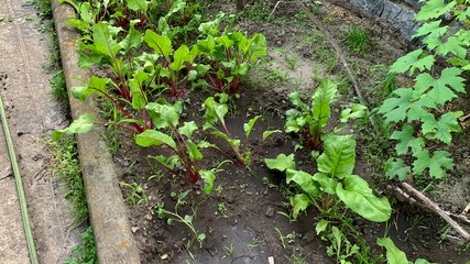 Beetroot plants with lush green leaves growing in a garden bed with soil