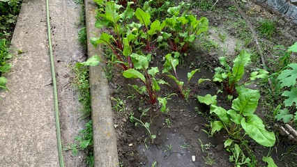 Beetroot plants with lush green leaves growing in a garden bed with soil