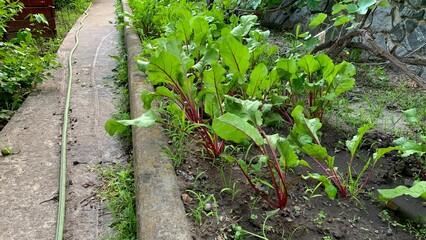 Beetroot plants with lush green leaves growing in a garden bed with soil