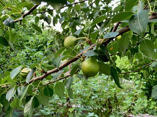 Close-up of pear tree branch with green unripe pears and lush leaves in garden