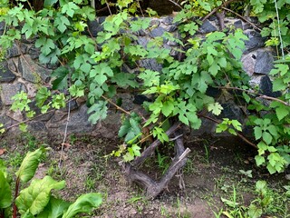 Grape vines growing stone wall garden outdoor plant green agriculture vineyard farm eco organic