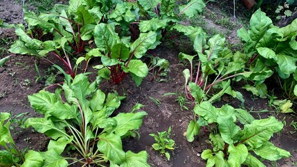 Fresh green chard beetroot plants growing garden vegetable organic farming agriculture eco farm produce food