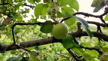 Green apples growing tree branches green leaves outdoor garden eco organic farm
