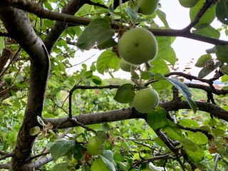 Green apples growing tree branches green leaves outdoor garden eco organic farm