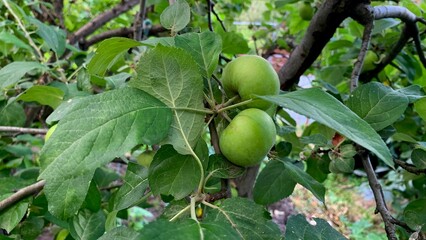 Green apples growing tree branches green leaves outdoor garden eco organic farm