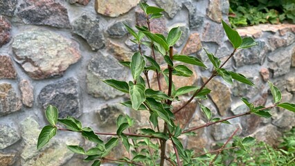 Green leafy plants against stone wall background in outdoor garden setting