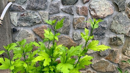Green plants in front of stone wall exterior background outdoor natural setting