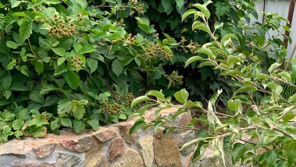 Close-up Ziziphus unabi jujube jujuba green leaves small yellow flowers tree branch natural environment garden farm organic eco
