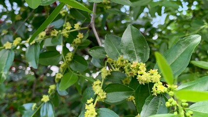 Close-up Ziziphus unabi jujube jujuba green leaves small yellow flowers tree branch natural environment garden farm organic eco