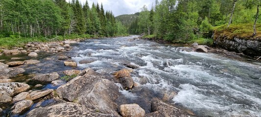 Rapid flowing mountain river through forest in summer
