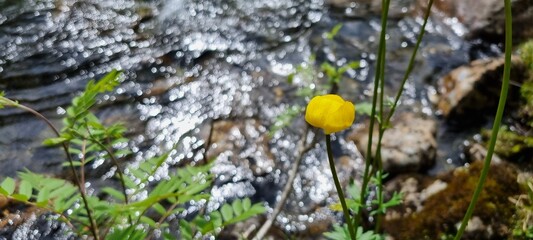 Yellow globe flower on river shore in summer