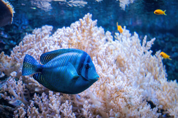 Obraz premium Colourful tropical blue fish on the coral reef
