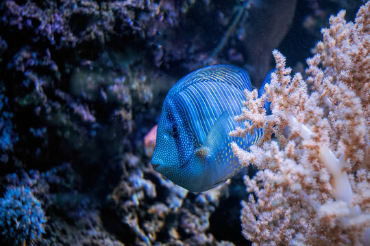 Colourful tropical blue fish on the coral reef