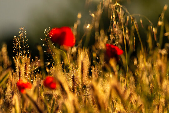 poppy field in summer