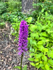 Fototapeta premium Blooming Dactylorhiza baltica.Wild Orchid. Flower background