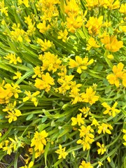 a lawn with a yellow creeping Alpine plant. Blooming Genista sagittalis in the summer garden. Floral wallpaper.rocky garden