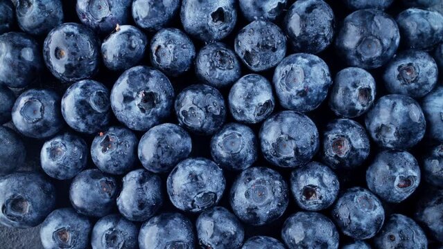 Ripe blue berries rotate. Fresh sweet berries. Appetizing scene. Healthy nutrition. Tasty berry. Food for dietary, medicinal plant. Vegan food. Concept of fresh fruit rich in antioxidants. Close-up