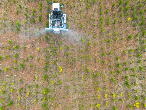 Tracteur en train d epandre des traitements chimiques sur des vignes vu depuis un drone