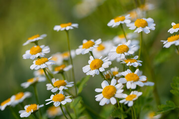 Fototapeta premium Marguerite Daisies Tanacetum Parthenium Feverfew White Daisy Side View Background