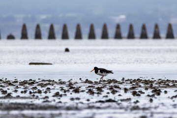 Oystercatcher (Haematopus) digging in the sand for food on Cramond Beach. Scotland