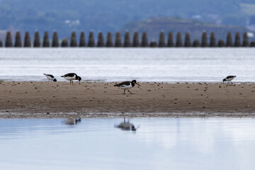 Oystercatcher (Haematopus) digging in the sand for food on Cramond Beach. Scotland
