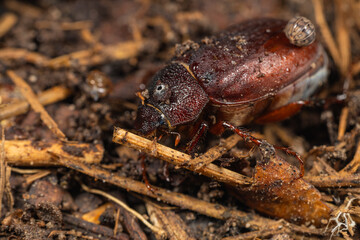 close up of a beetle