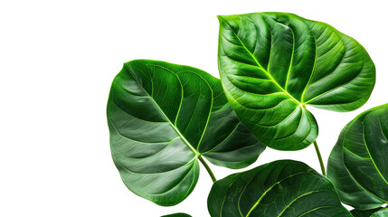 Obraz premium Big green leaves on a transparent background