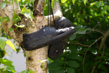Old Black Shoes Hanging on Tree Branch