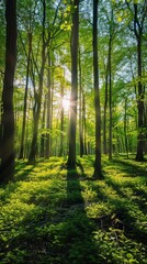 Obraz premium Sunlit Forest Landscape