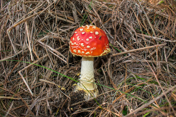 Young Amanita muscaria (Fly agaric) mushroom in Sao Francisco de Paula, South of Brazil