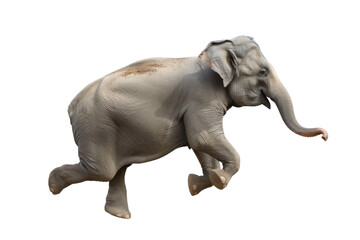 Obraz premium Elephant