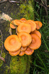 Gymnopilus junonius (Laughing gym) mushrooms in Sao Francisco de Paula, South of Brazil