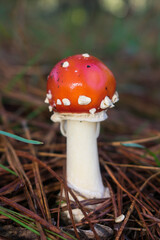 Young Amanita muscaria (Fly agaric) mushroom in Sao Francisco de Paula, South of Brazil