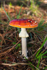 Amanita muscaria (Fly agaric) mushroom in Sao Francisco de Paula, South of Brazil