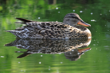 duck in the water, gadwall, gadwall duck, female gadwall in water, green water, lovely gadwall, water reflection