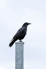 Crow sitting on the metal post (on the white background) Scotland, Edinburgh