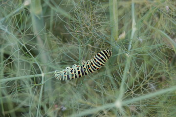 caterpillar on a leaf