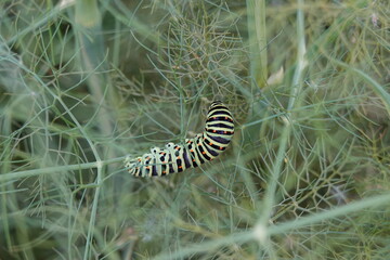 caterpillar on leaf