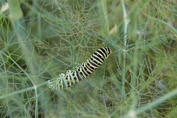 caterpillar on leaf