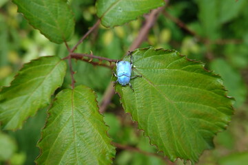 bug on a leaf
