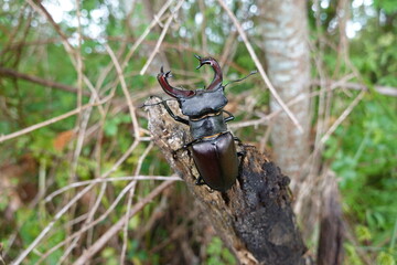 stag beetle on a tree