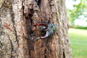 Beetle on a tree
