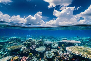 Obraz premium Underwater Coral Reef: Serene Beauty Below the Surface