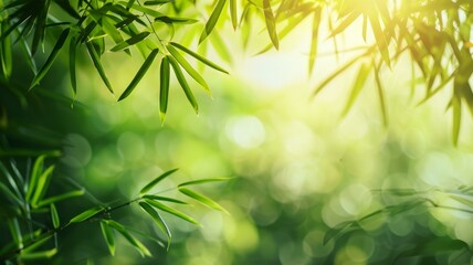 Obraz premium Serene bamboo leaves background with sunlight, lush greenery and bokeh effect