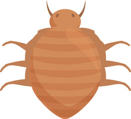 Bed bug is crawling, showing its segmented body and six legs